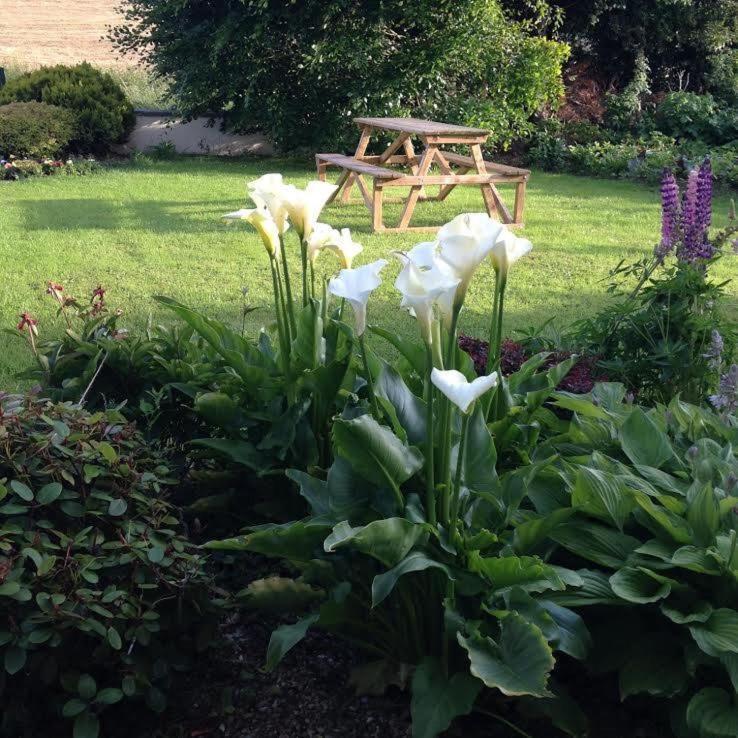 Hillview House Bed & Breakfast Cootehill Bagian luar foto